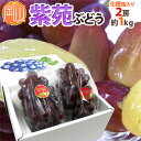 【送料無料】岡山産 ”紫苑ぶどう” 2房 約1kg以上 化粧...