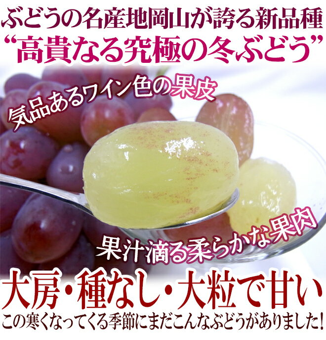 【送料無料】岡山産”紫苑ぶどう”秀品大房3房約2kg以上【予約10月下旬〜12月】