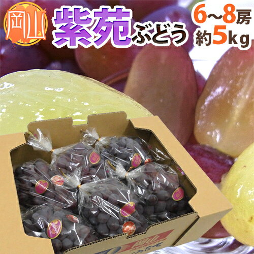 岡山産 ”紫苑ぶどう” 秀品 大房 6〜8房 約5kg【予約 10月下旬以降】 送料無料