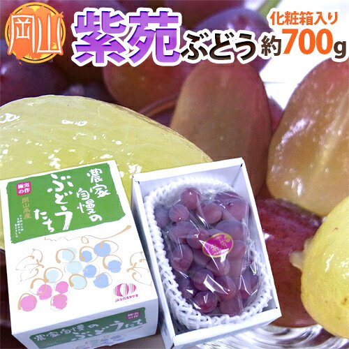 岡山産 ”紫苑ぶどう” 秀品 大房 1房 約700g以上 化粧箱【予約 10月下旬以降】 送料無料のサムネイル