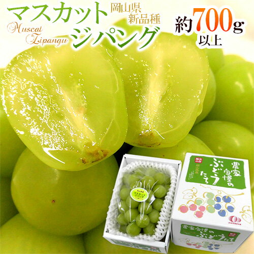 岡山産 ”マスカット・ジパング” 秀品 1房 約700g以上 化粧箱 皮ごと食べられる種なしぶどう【予約 9月中旬以降】 送料無料