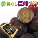 福岡県 八女産 ”種なし巨峰” 秀品 約300g×4pc 合計約1.2kg ぶどう【予約 6月末以降】 送料無料