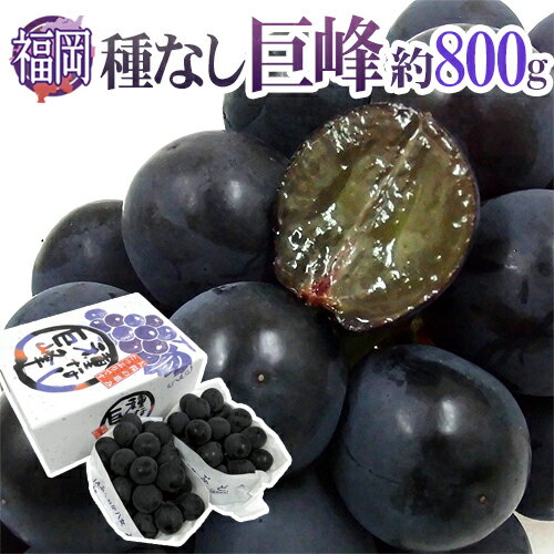 ”福岡産 種なし巨峰” 秀品 2〜3房 