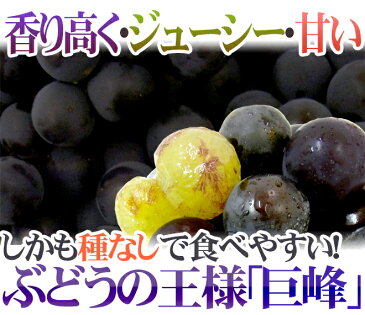 【送料無料】産地厳選 ”種無し巨峰” 秀品 約800g 化粧箱 ぶどう【予約 7月以降】