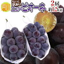 【送料無料】岡山産 ”種なしニューピオーネ” 2房 約1.2kg ちょっと訳あり【予約 9月以降】