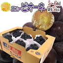 岡山産 種なし ”ニューピオーネ” 秀品 特大5〜6房 約5kg【予約 7月下旬以降】 送料無料