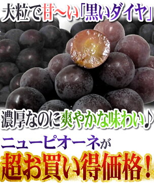 【送料無料】岡山産 ”種なしニューピオーネ” 2〜4房 約2〜2.5kg ちょっと訳あり【予約 9月以降】