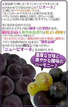 【送料無料】岡山産 ”種なしニューピオーネ” 2〜4房 約2〜2.5kg ちょっと訳あり【予約 9月以降】