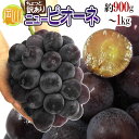 ”岡山産 種なしニューピオーネ” 超特大房 1房 約900g~1kg ちょっと訳あり ぶどう【予約 9月以降】