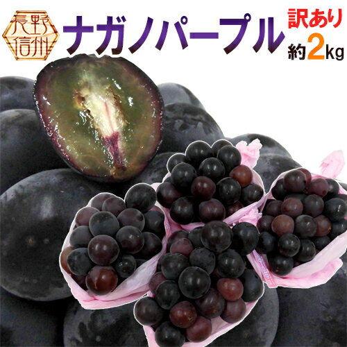 長野産 ”ナガノパープル” 訳あり 約2kg 大きさおまかせ ぶどう【予約 9月以降】 送料無料