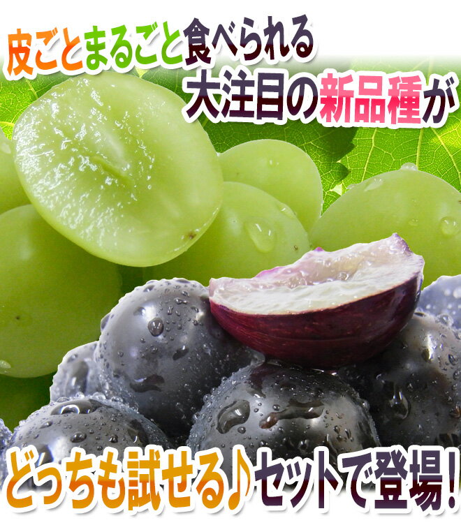 【送料無料】”シャインマスカット＆ナガノパープル” 秀品 合計約2kg 産地厳選 食べ比べ【予約 9月以降】