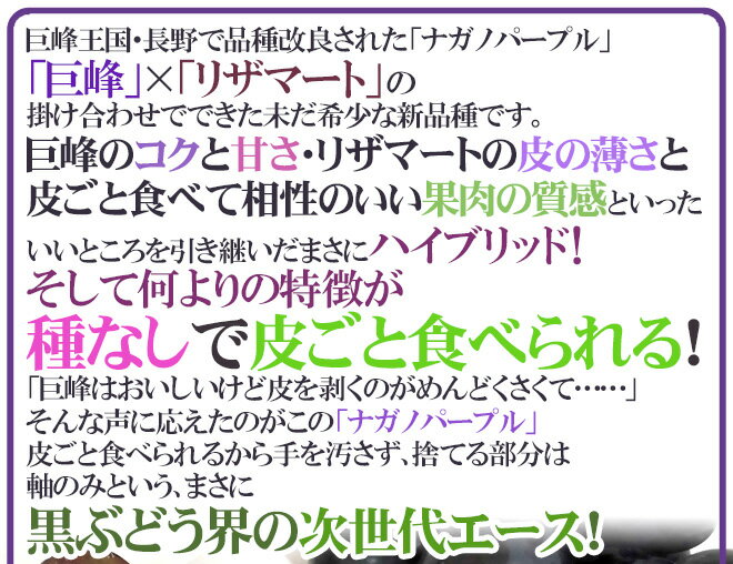 【送料無料】”シャインマスカット＆ナガノパープル” 秀品 合計約2kg 産地厳選 食べ比べ【予約 9月以降】