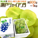 岡山産 ”瀬戸ジャイアンツ” 超大房 1房 約900g〜1kg 化粧箱 ぶどう【予約 8月以降】 送料無料