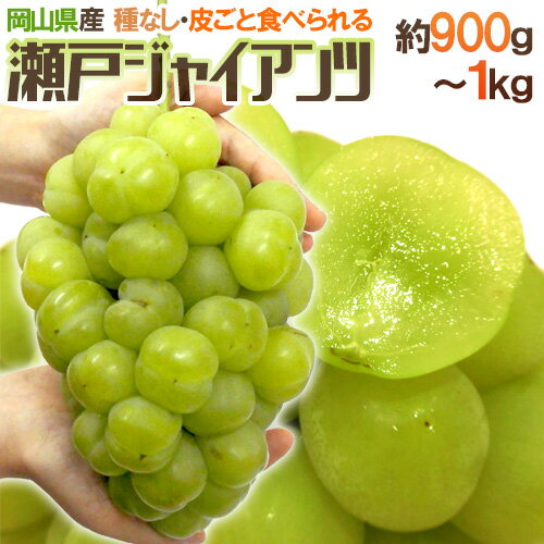 岡山産 ”瀬戸ジャイアンツ” 超特大房 約900g〜1kg ぶどう【予約 8月以降】のサムネイル