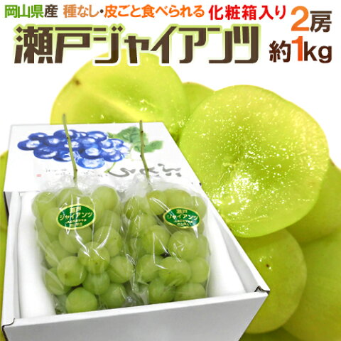 【送料無料】岡山産 ”瀬戸ジャイアンツ” 2房 約1kg 化粧箱【予約 7月末〜8月以降】