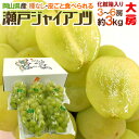【7/10限定!全額ポイントバックの大チャンス】岡山産 ”瀬戸ジャイアンツ” 秀品 大房限定 3〜6房 約3kg 化粧箱 ぶどう【予約 9月以降】 送料無料[K...