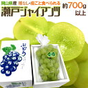 岡山産 ”瀬戸ジャイアンツ” 大房 1房 約700g以上 化粧箱 ぶどう【予約 8月以降】