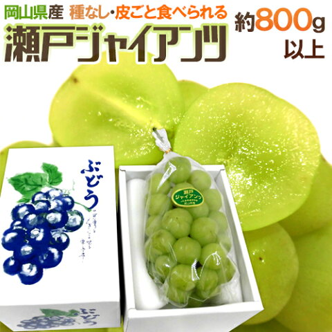 【送料無料】岡山産 ”瀬戸ジャイアンツ” 大房 1房 約800g以上 化粧箱【予約 7月末〜8月以降】