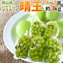 岡山産 ”シャインマスカット「晴王」” 4~7房 約3kg ぶどう【予約 7月下旬以降】 送料無料