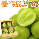 福岡県 八女産 ”シャインマスカット” 約300g×4pc 合計約1.2kg ちょっと訳あり【予約 7月末以降】