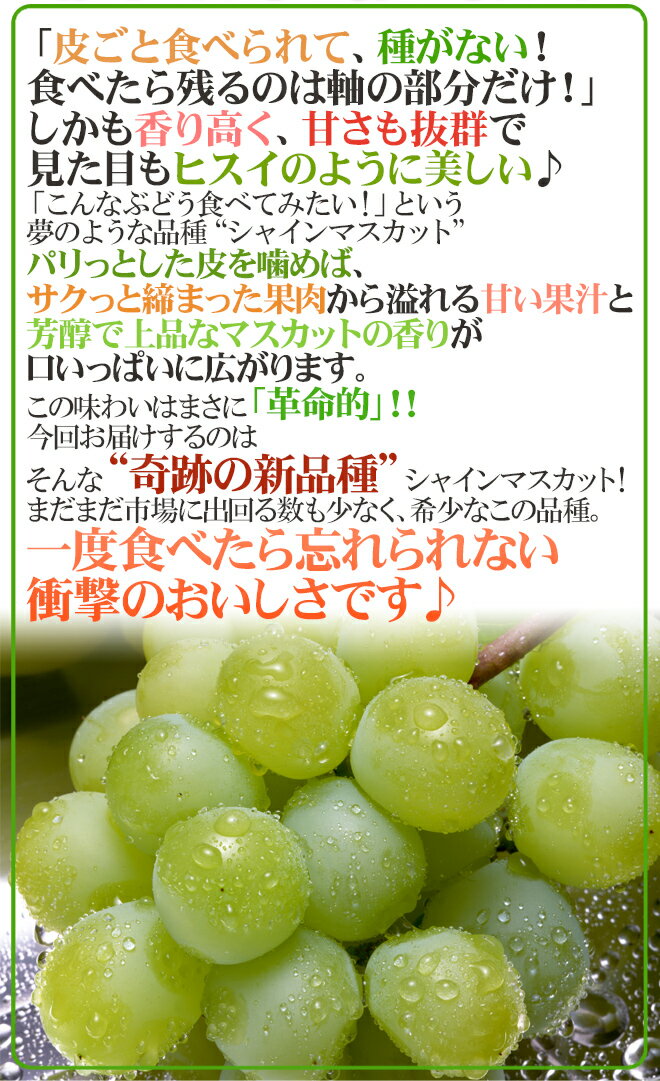 ”シャインマスカット” 秀品 大房限定 3〜6房 約3kg 産地厳選[M2]【予約 8月下旬以降】 送料無料