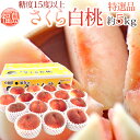 福島県産 ”さくら白桃” 特選品 13〜18玉前後 約5kg 産地箱 糖度15度以上【予約 9月以降】 送料無料