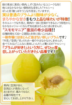 【送料無料】山梨県産 ”ケルシープラム” 秀品 8〜12玉 約2kg【予約 8月下旬以降】