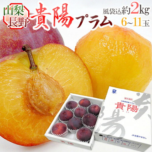 【エントリーでポイント最大10倍】山梨・長野産 ”貴陽プラム” 6〜11玉 約2kg（風袋込） 化粧箱【予約 7月以降】 送料無料のサムネイル