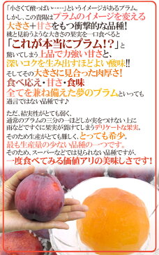 【送料無料】山梨・長野産 ”貴陽プラム” 6〜11玉 約2kg（風袋込） 化粧箱入り【予約 7月〜8月】