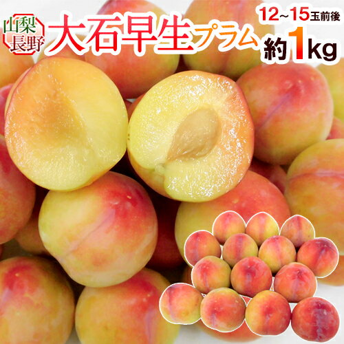 山梨・長野県産 すもも ”大石早生プラム” 12〜18玉前後 約1kg【予約 7月以降】 送料無料のサムネイル