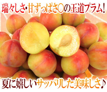 【送料無料】山梨・長野県産 すもも ”大石早生プラム” 12〜18玉前後 約1kg【予約 7月以降】