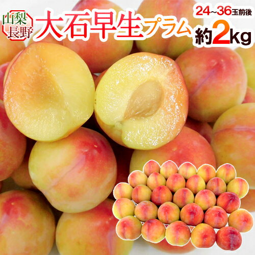 山梨・長野県産 すもも ”大石早生プラム” 24〜36玉前後 約2kg【予約 7月以降】 送料無料のサムネイル