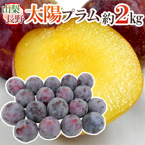 【エントリーでポイント最大10倍】山梨・長野産 ”太陽プラム” 秀品 約2kg 大きさおまかせ すもも【予約 8月以降】 送料無料のサムネイル