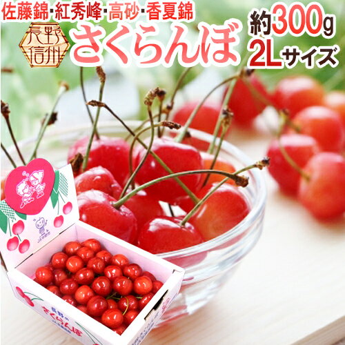 長野産 ”さくらんぼ” 2L 約300g 化粧箱入り バラ詰め 佐藤錦・紅秀峰ほか旬の品種で 【予約 5月以降】 送料無料