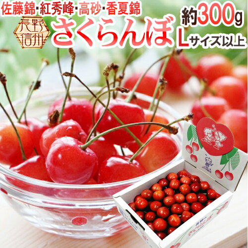 さくらんぼ 長野産 ”さくらんぼ” Lサイズ以上 約300g 化粧箱入り バラ詰め 佐藤錦・紅秀峰ほか旬の品種で！【予約 5月以降】 送料無料