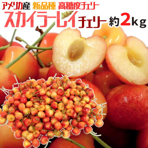 さくらんぼ アメリカ産 ”スカイラーレイチェリー” 約2kg さくらんぼ【予約 6月下旬以降】 送料無料