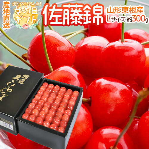 遅れてごめんね！母の日ギフト 山形県東根産 ” さくらんぼ 佐藤錦 L 秀品 化粧箱入 300g”【5/16～5/21のお届け 産地直送 予約】 送料無料のサムネイル