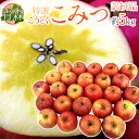 青森県 蜜だらけりんご ”こみつ” 訳あり 大きさおまかせ 約5kg こうとくりんご【予約 12月以降】 送料無料