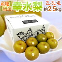 ”幸水梨” 秀品 大玉2L〜4L 6〜8玉 約2.5kg 産地厳選【予約 8月以降】 送料無料