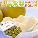 ”幸水梨” 特秀品 大玉2L〜4L 12〜16玉 約5kg 産地厳選 糖度12度以上【予約 8月以降】 送料無料
