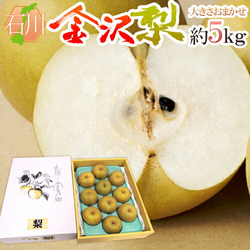 ”石川県 金沢梨” 秀品 約5kg 大きさおまかせ【予約 8月末以降】 送料無料