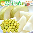 鳥取産 ”なつひめ梨” 訳あり 約10kg 大きさおまかせ【予約 8月末以降】 送料無料