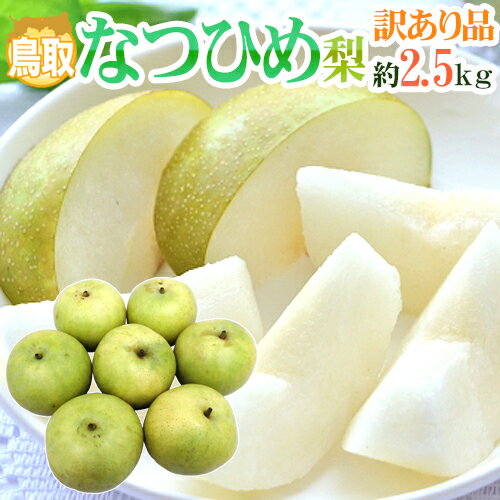 ”鳥取産 なつひめ梨” 訳あり 約2.5kg 大きさおまかせ【予約 8月末以降】 送料無料のサムネイル