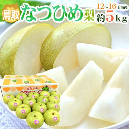 鳥取産 ”なつひめ梨” 秀品 大玉12〜16玉前後 約5kg【予約 8月末以降】 送料無料のサムネイル