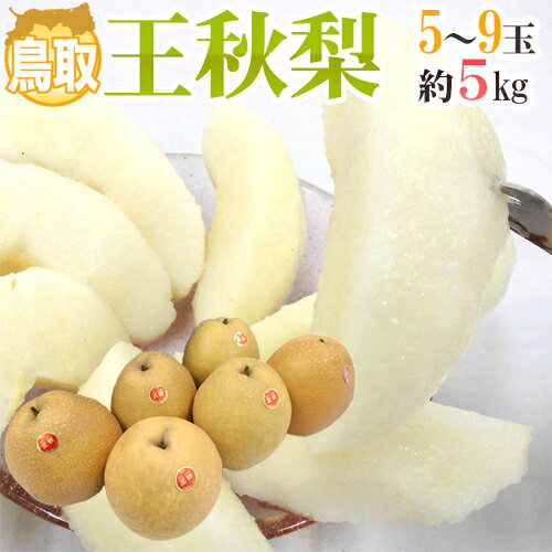 ”鳥取産 王秋梨” 秀品 大玉5〜9玉前後 約5kg【予約 11月以降】 送料無料のサムネイル