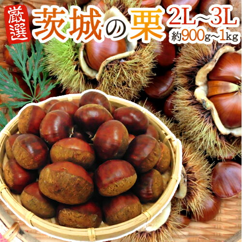 ”茨城の和栗” 秀品 大粒2L〜3Lサイズ 約900g〜1kg【予約 9月下旬以降】 送料無料