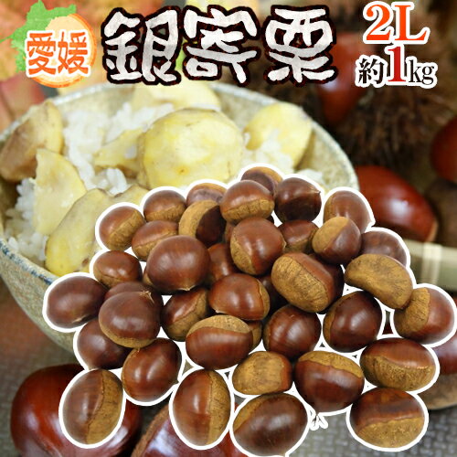 愛媛県 JAたいき ”銀寄栗” 秀品 2L 約1kg【予約 10月以降】