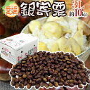 愛媛県 JAたいき ”銀寄栗” 秀品 超大粒3L 約10kg【予約 10月以降】 送料無料