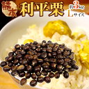 【9/5限定!全額ポイントバックの大チャンス】”利平栗” 秀品 L 約3kg 熊本産・愛媛産など【予約 9月下旬以降】 送料無料