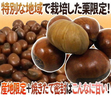 【エントリーで200Pプレゼント】”天津甘栗” 約500g×1pc こだわり産地限定！採れたて新栗♪焼きたて・炒りたてを詰めました！【予約 10月中旬以降】